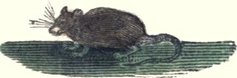 Parrtrailmouse
