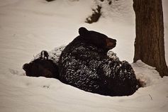 512px black bears winter snow sleeping cuddled together west virginia forestwander