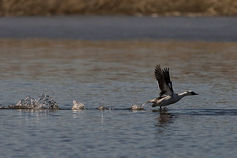 Migration%20image